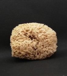 Eponge de mer Mditerrane grande taille