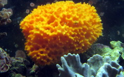 Eponge de mer Mditerrane grande taille